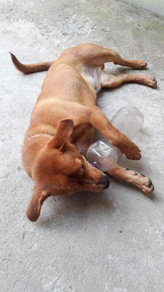 Cachorro ra a Sem raça idade 1 ano nome Biscoito