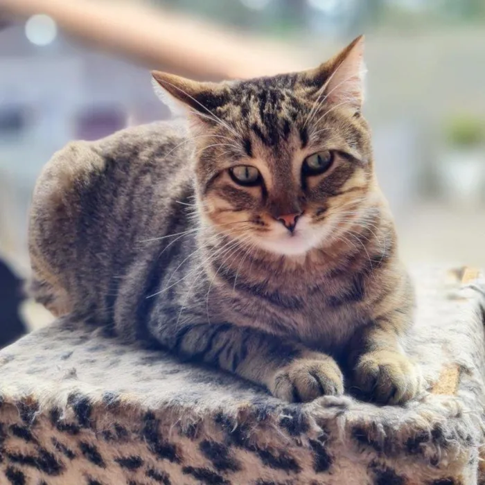 Gato ra a SRD-ViraLata idade 7 a 11 meses nome INCA