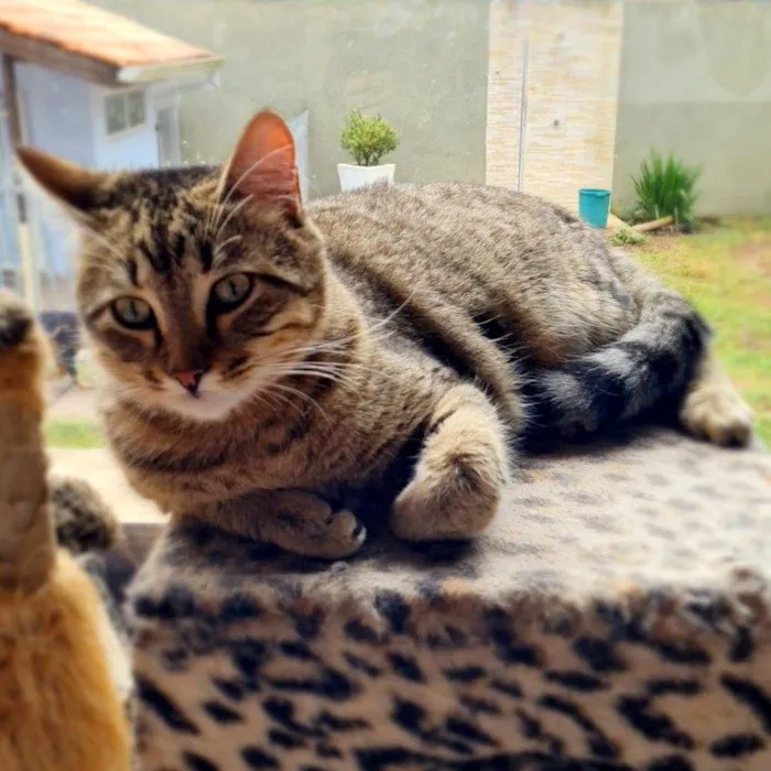 Gato ra a SRD-ViraLata idade 7 a 11 meses nome INCA