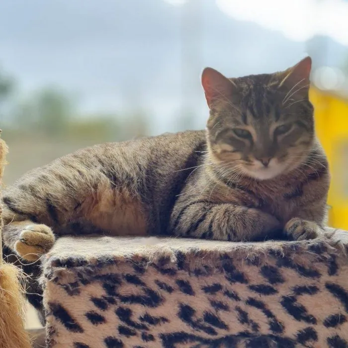 Gato ra a SRD-ViraLata idade 7 a 11 meses nome INCA