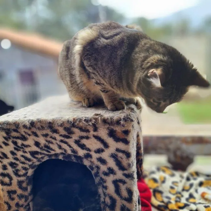 Gato ra a SRD-ViraLata idade 7 a 11 meses nome INCA
