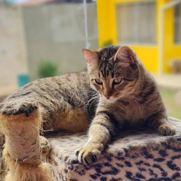 Gato ra a SRD-ViraLata idade 7 a 11 meses nome INCA