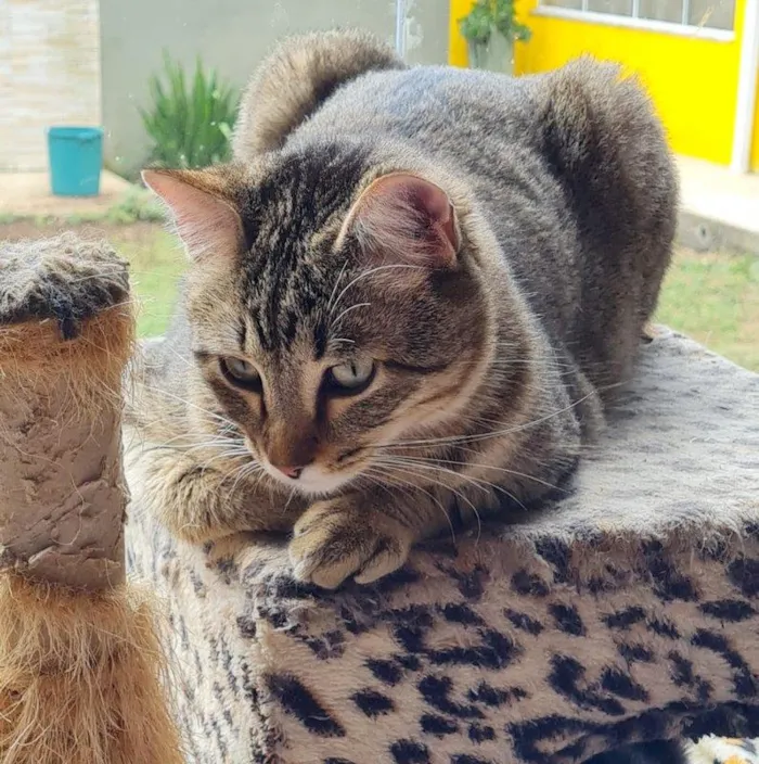 Gato ra a SRD-ViraLata idade 7 a 11 meses nome INCA