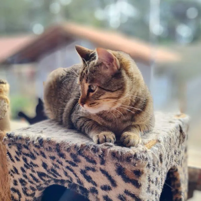 Gato ra a SRD-ViraLata idade 7 a 11 meses nome INCA
