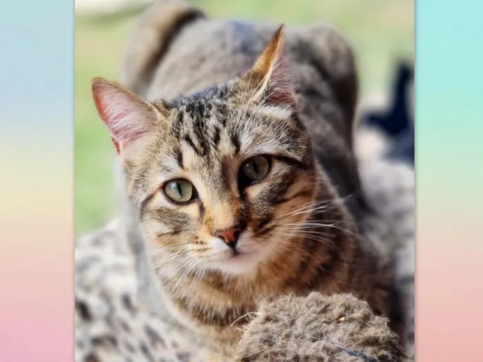 Gato ra a SRD-ViraLata idade 7 a 11 meses nome INCA