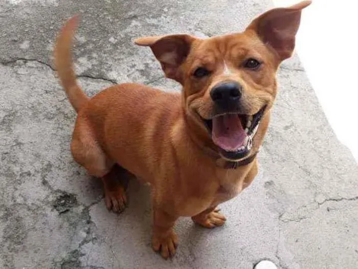 Cachorro ra a Sem raça idade 1 ano nome Biscoito