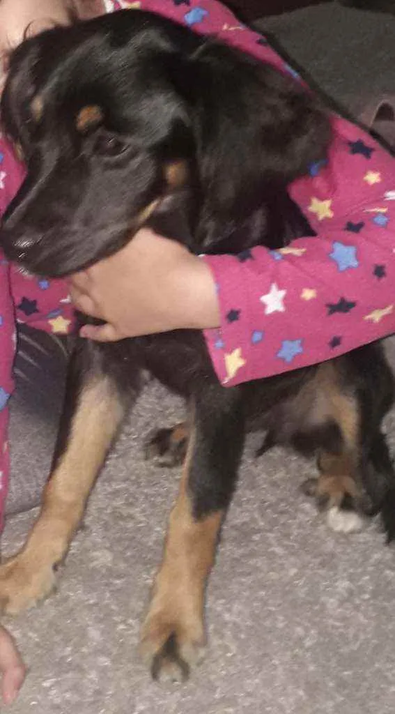 Cachorro ra a SRD idade 2 a 6 meses nome Amora