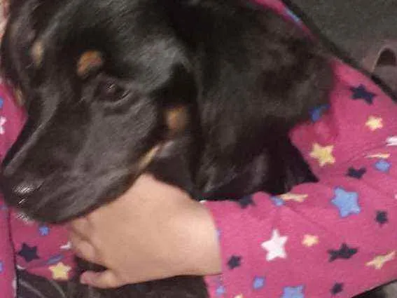Cachorro ra a SRD idade 2 a 6 meses nome Amora
