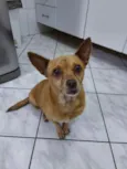 Lilica