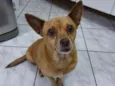 Lilica