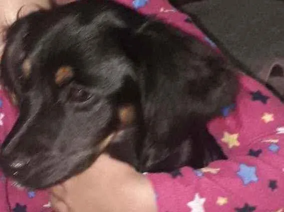 Cachorro ra a SRD idade 2 a 6 meses nome Amora