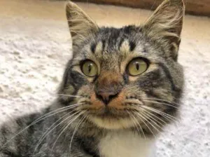 Gato raça Srd idade 7 a 11 meses nome Gastão 
