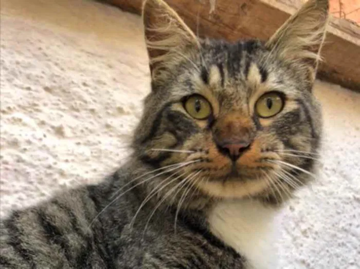 Gato raça Srd idade 7 a 11 meses nome Gastão 