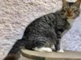 Gato raça Srd idade 7 a 11 meses nome Gastão 