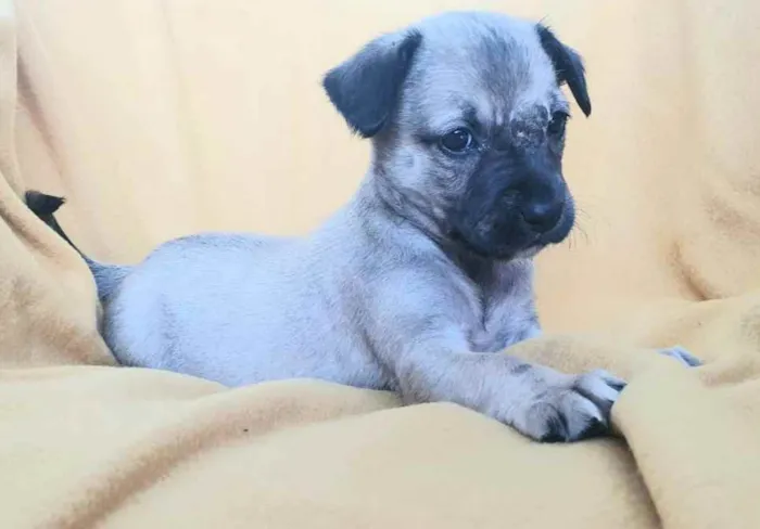 Cachorro raça Sem raça definida  idade 2 a 6 meses nome Lara 