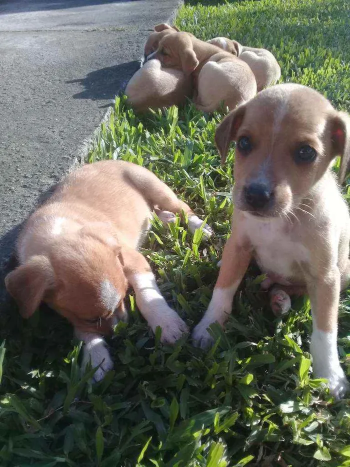 Cachorro raça RND idade Abaixo de 2 meses nome Não tem nomes