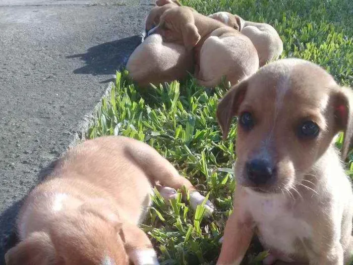 Cachorro raça RND idade Abaixo de 2 meses nome Não tem nomes