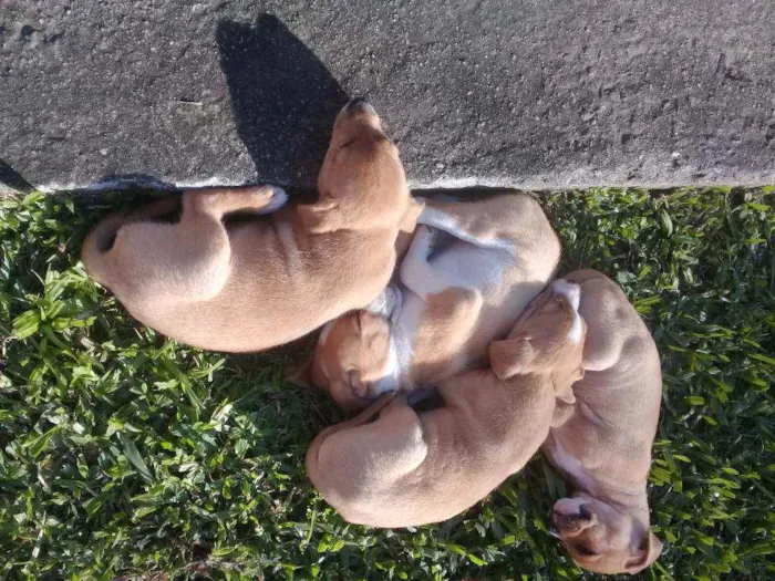 Cachorro raça RND idade Abaixo de 2 meses nome Não tem nomes