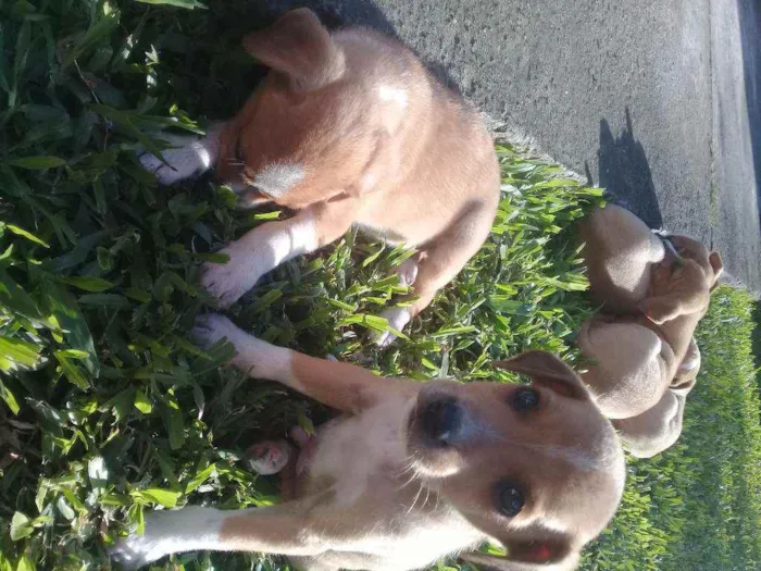 Cachorro raça RND idade Abaixo de 2 meses nome Não tem nomes