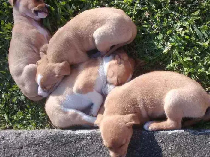 Cachorro raça RND idade Abaixo de 2 meses nome Não tem nomes