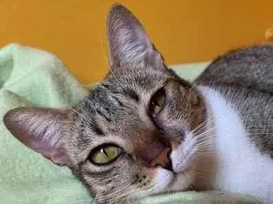 Gato raça Srd idade 7 a 11 meses nome Mel