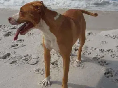 Cachorro raça Pitbull Red nose idade 2 anos nome Zara