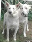 TIBOR E KIRA