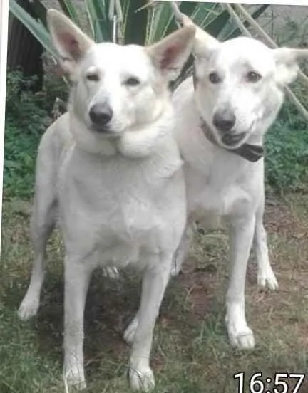 Cachorro ra a pastor suiço idade 2 anos nome TIBOR E KIRA