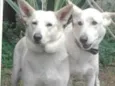 TIBOR E KIRA