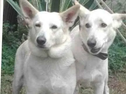 Cachorro ra a pastor suiço idade 2 anos nome TIBOR E KIRA