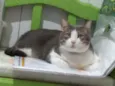 Curi