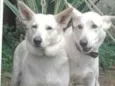 TIBOR E KIRA