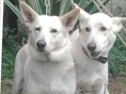 Cachorro ra a pastor suiço idade 2 anos nome TIBOR E KIRA