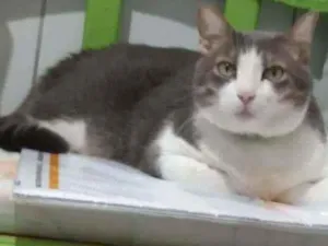 Gato raça Místa idade 6 ou mais anos nome Curi