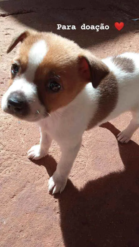 Cachorro ra a Chow-chow com viralata idade Abaixo de 2 meses nome Sem nome