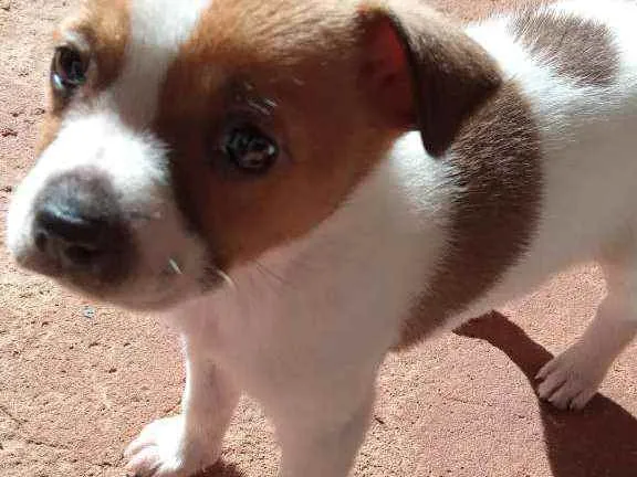 Cachorro ra a Chow-chow com viralata idade Abaixo de 2 meses nome Sem nome