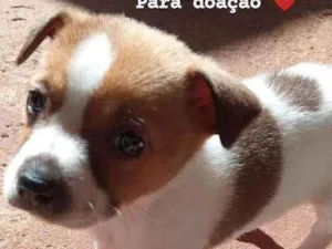 Cachorro raça Chow-chow com viralata idade Abaixo de 2 meses nome Sem nome