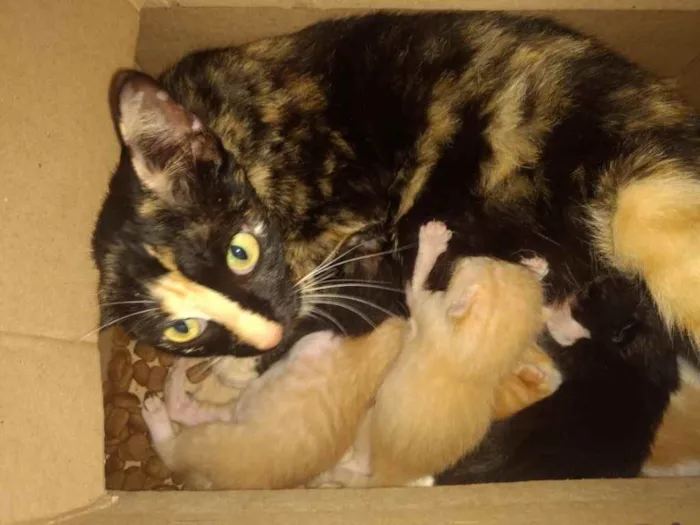 Gato raça Srd idade Abaixo de 2 meses nome Luci e seus bebês 