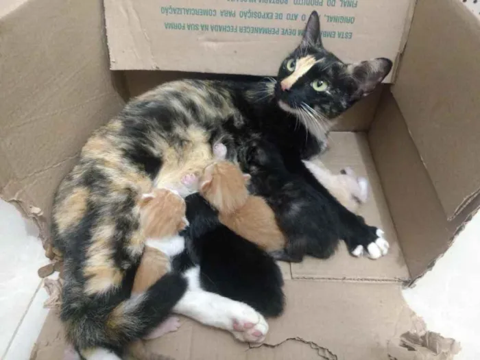 Gato raça Srd idade Abaixo de 2 meses nome Luci e seus bebês 