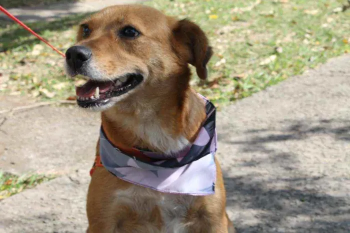 Cachorro raça SRD idade 1 ano nome Bolinha 