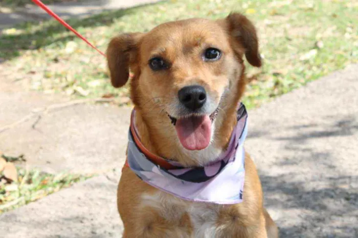 Cachorro raça SRD idade 1 ano nome Bolinha 