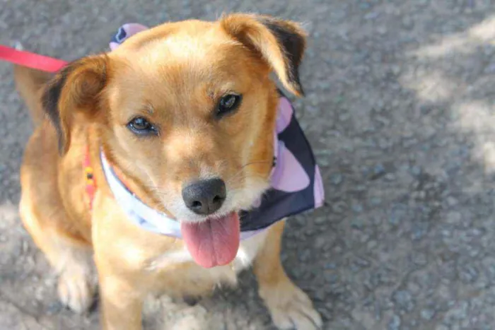 Cachorro raça SRD idade 1 ano nome Bolinha 