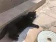 Gordo