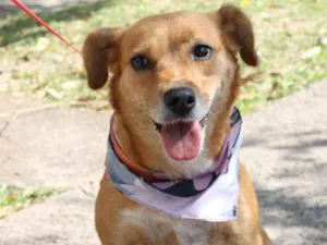 Cachorro raça SRD idade 1 ano nome Bolinha 