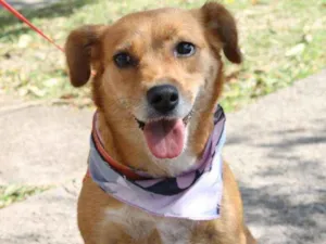 Cachorro raça SRD idade 1 ano nome Bolinha 