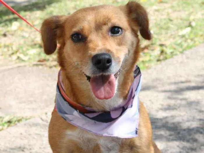 Cachorro raça SRD idade 1 ano nome Bolinha 