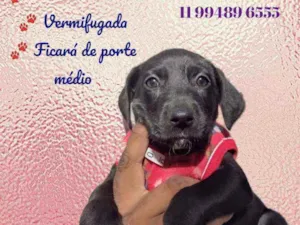 Cachorro raça Srd idade Abaixo de 2 meses nome Lavanda