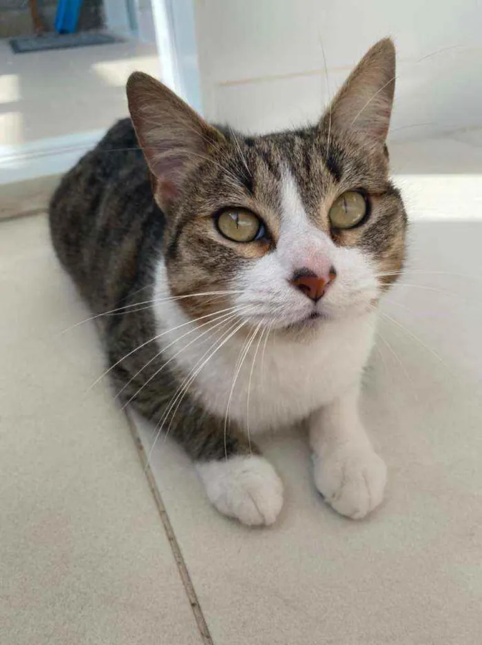 Gato ra a Srd idade 2 anos nome Lara