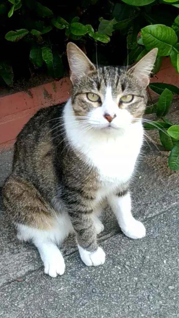 Gato ra a Srd idade 2 anos nome Lara