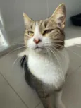 Lara